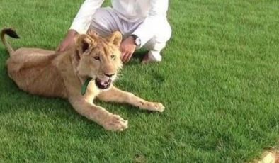 عێراق، بەخێوکردنی ئاژەڵی کێوی لە ماڵەکاندا قەدەغە دەکات