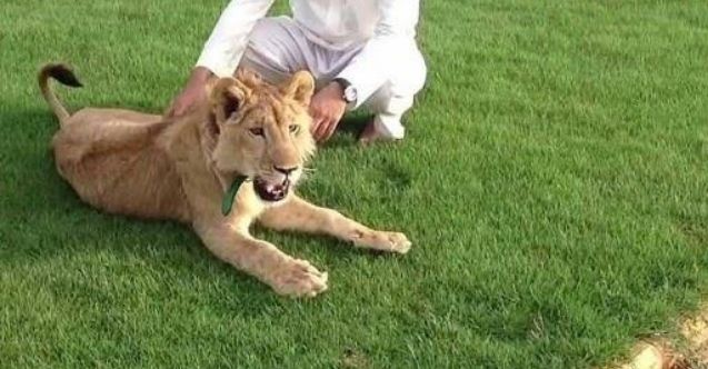عێراق، بەخێوکردنی ئاژەڵی کێوی لە ماڵەکاندا قەدەغە دەکات