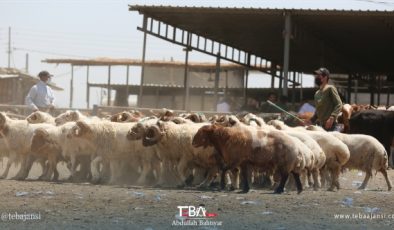 بۆ دووربوون لە تای خوێن بەربوون لە کاتی سەر بڕینی ئاژەڵ ئەم رێنماییانە جێبەجێ بکە