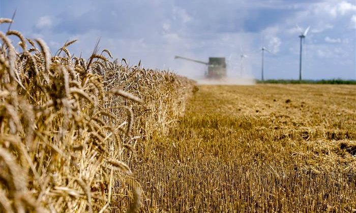 زیاتر لە 34 ملیار دینار پارەی گەنمی جوتیاران دابەش دەکرێت