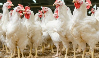 وەزارەتی کشتوکاڵی عێراق هاوردەکردنی پەلەوەری لە چوار وڵاتەوە قەدەغەکرد