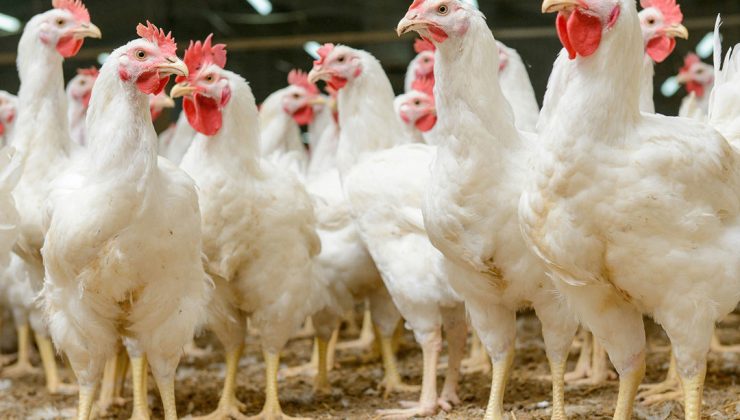 وەزارەتی کشتوکاڵی عێراق هاوردەکردنی پەلەوەری لە چوار وڵاتەوە قەدەغەکرد