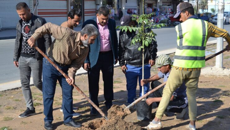 50 هه‌زار دار بۆ رووبەڕووبوونەوەی گەرما و بەبیابانبوون له‌ مووسڵ چێندران