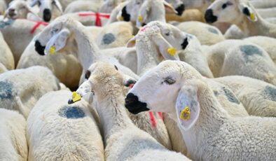 رێژەی قوربانیكردن لە هەولێر(ئەربیل) زیادی كردووە