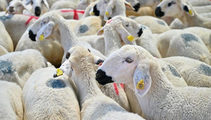 رێژەی قوربانیكردن لە هەولێر(ئەربیل) زیادی كردووە